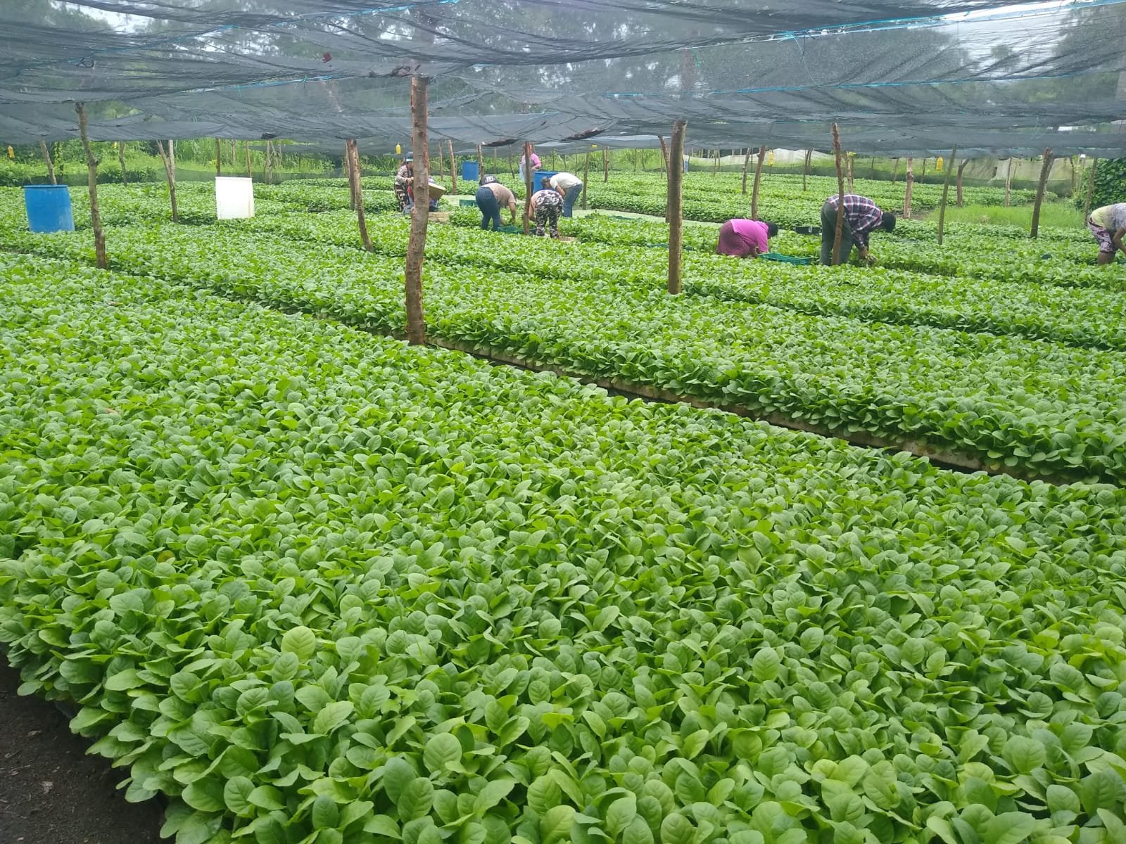 Tobacco seedlings in the greenhouse