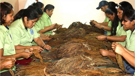 Clasificando el tabaco fermentado