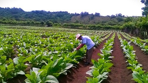 Don Víctor capando al tabaco