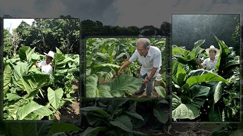 Don Víctor Rodríguez en el tabacal