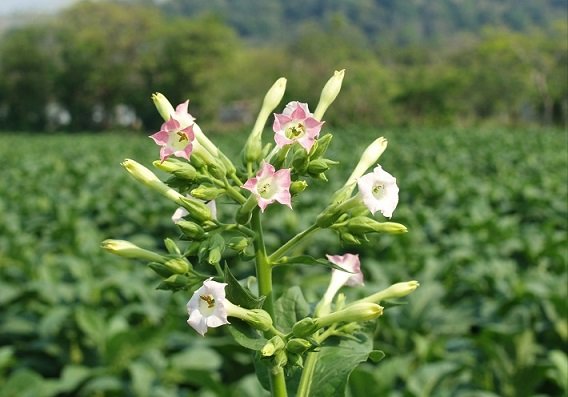 Flores de tabaco