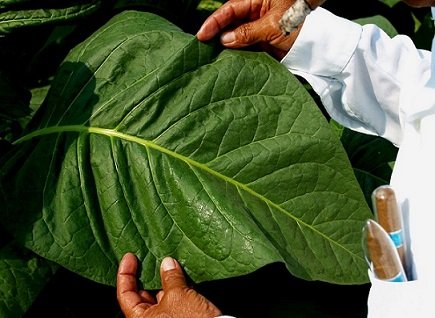 Hoja de tabaco previo a ser cosechada