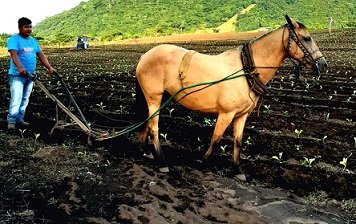 Labranza de la tierra