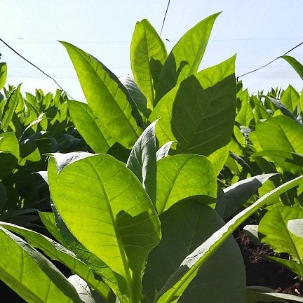 Planta de tabaco