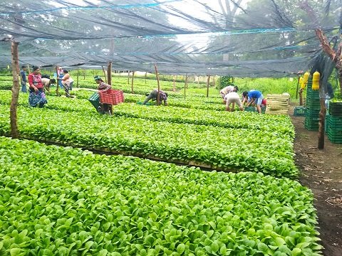 Plántulas de tabaco en invernadero