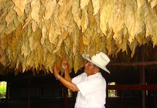 Tabaco seco en galera