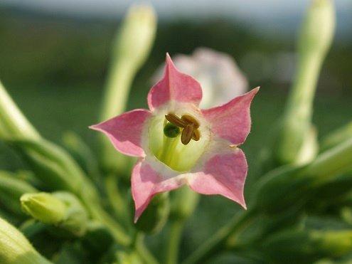 Flor de tabaco