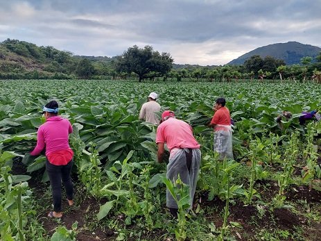 Cosecha de tabaco en San Andrés Tuxtla, Veracruz, México