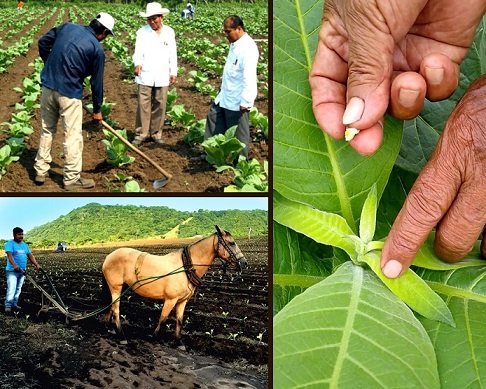 Algunas actividades del cultivo del tabaco