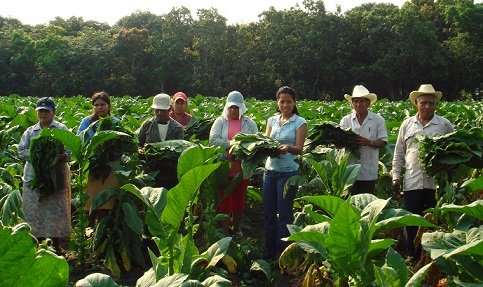 Equipo de corte de tabaco