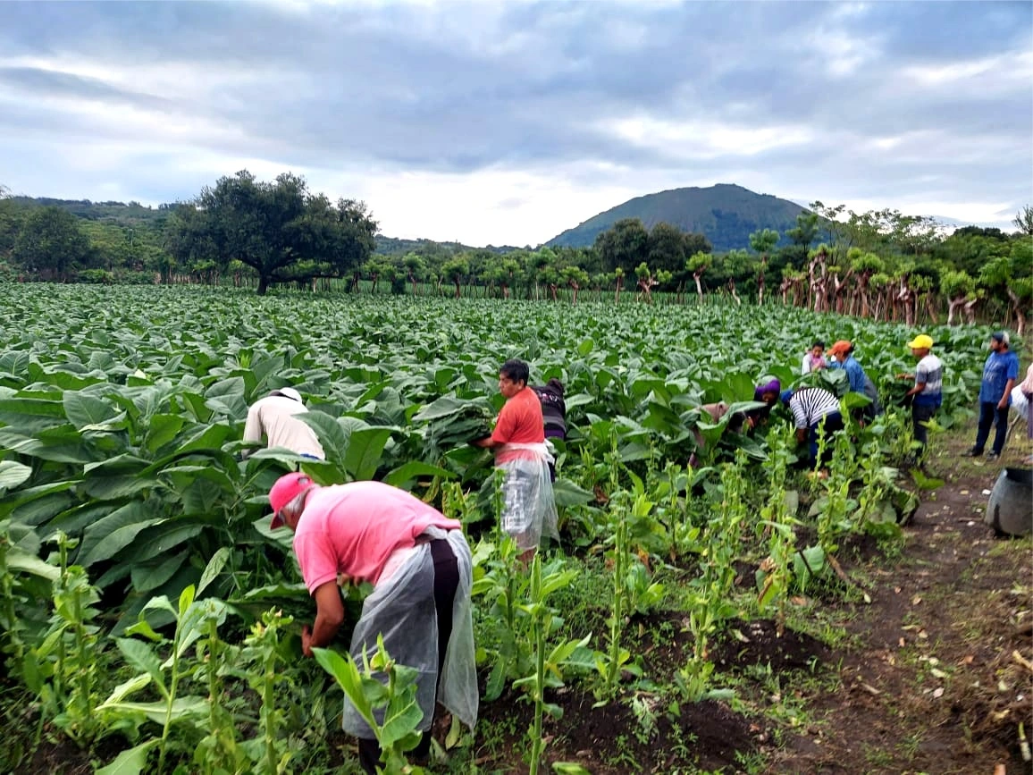 Tobacco harvest in 'los Tuxtlas', Veracruz