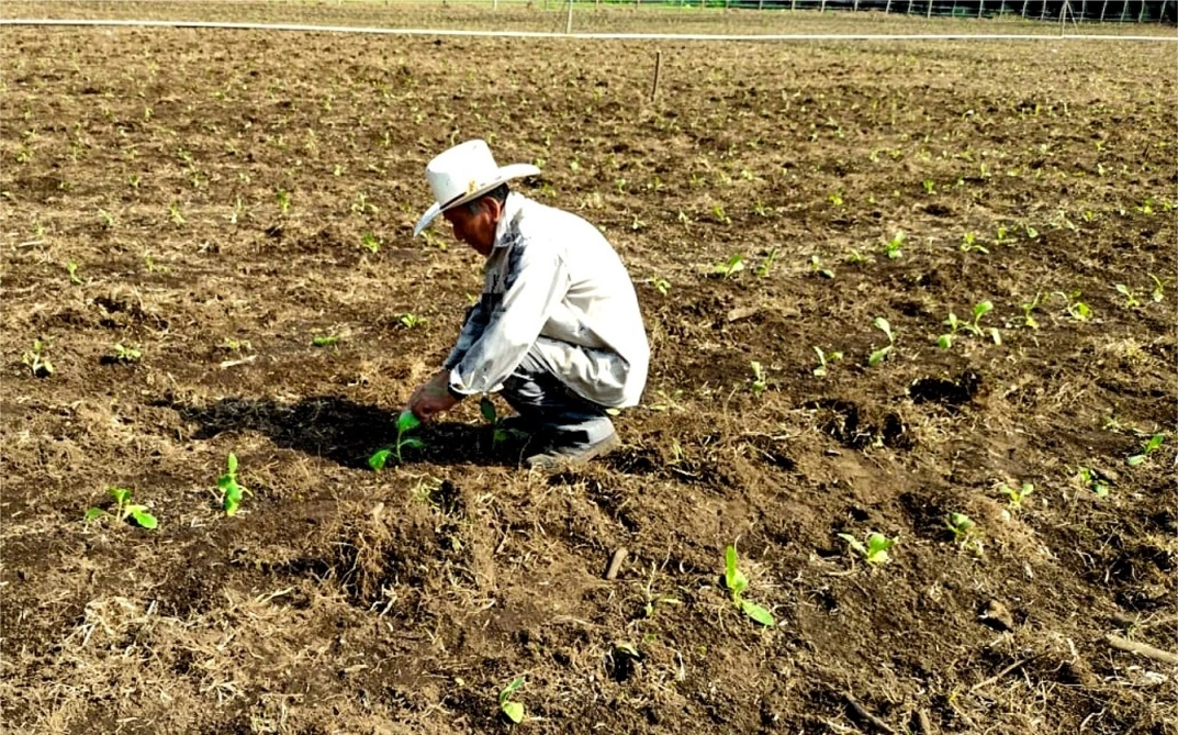 Mr. Víctor Rodríguez planting tobacco at the age of 82.