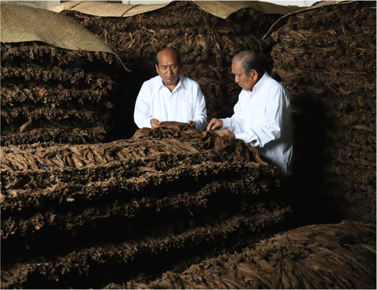 Tobacco fermentation in San Andres Tuxtla, Veracruz, Mexico