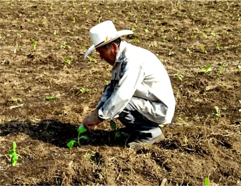 Tobacco sowing in San Andrés Tuxtla, Veracruz, Mexico