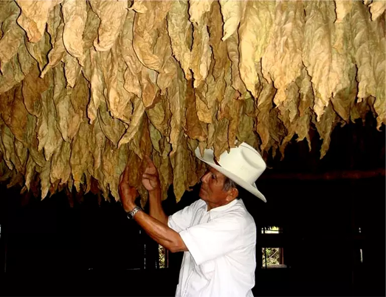 Tobacco air curing in Mexico