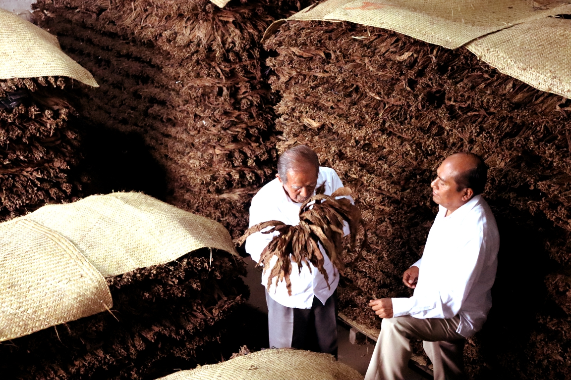 Tabaco fermentado en trojas