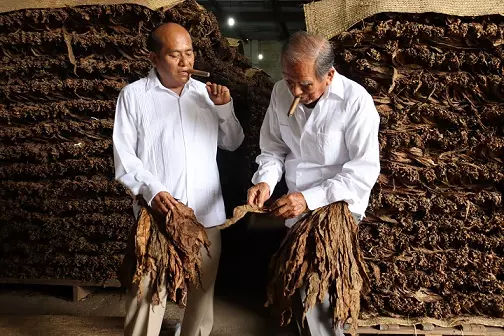 Control de calidad de las trojas de tabaco