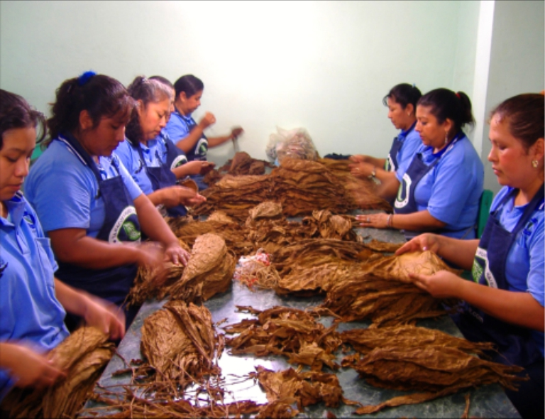 tobacco sorting 09.- Tobacco Leaf Sorting in San Andres Tuxtla, Veracruz, Mexico