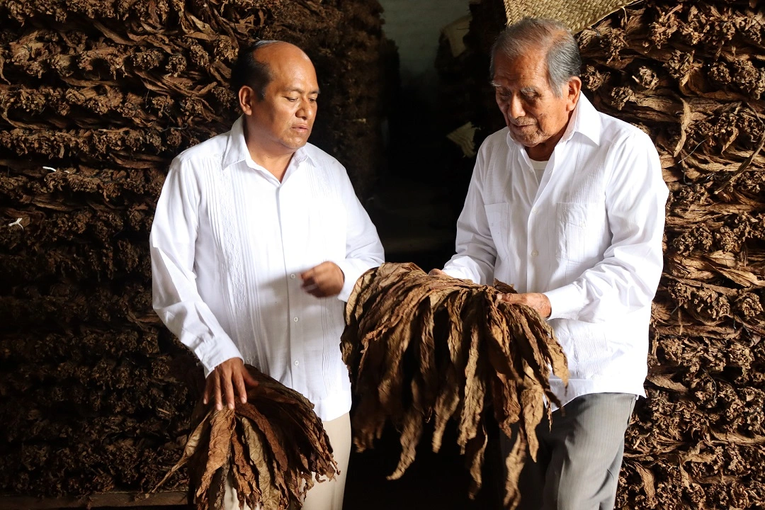 Fermeted tobacco bundles